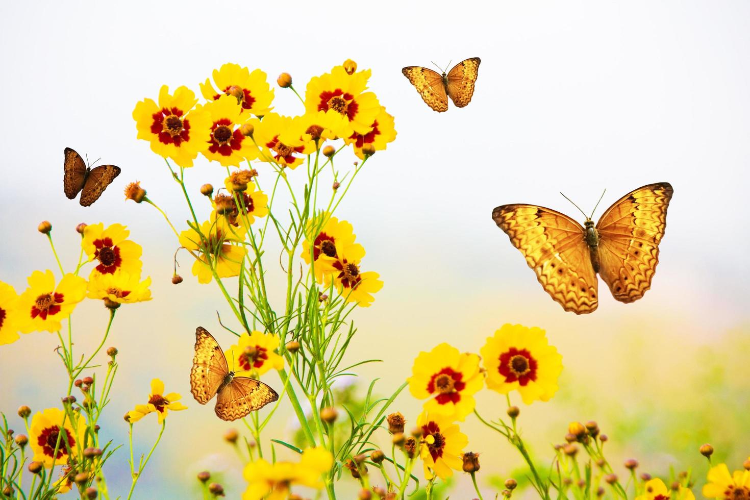 butterfly, wings open, on pink flower in the garden photo