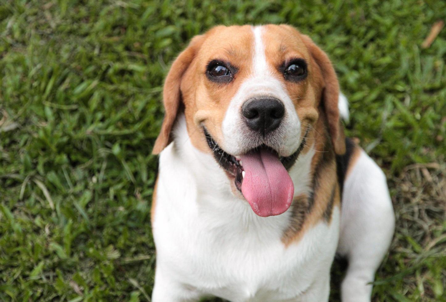 A cute and healthy beagle dog is sitting around on the grass. photo