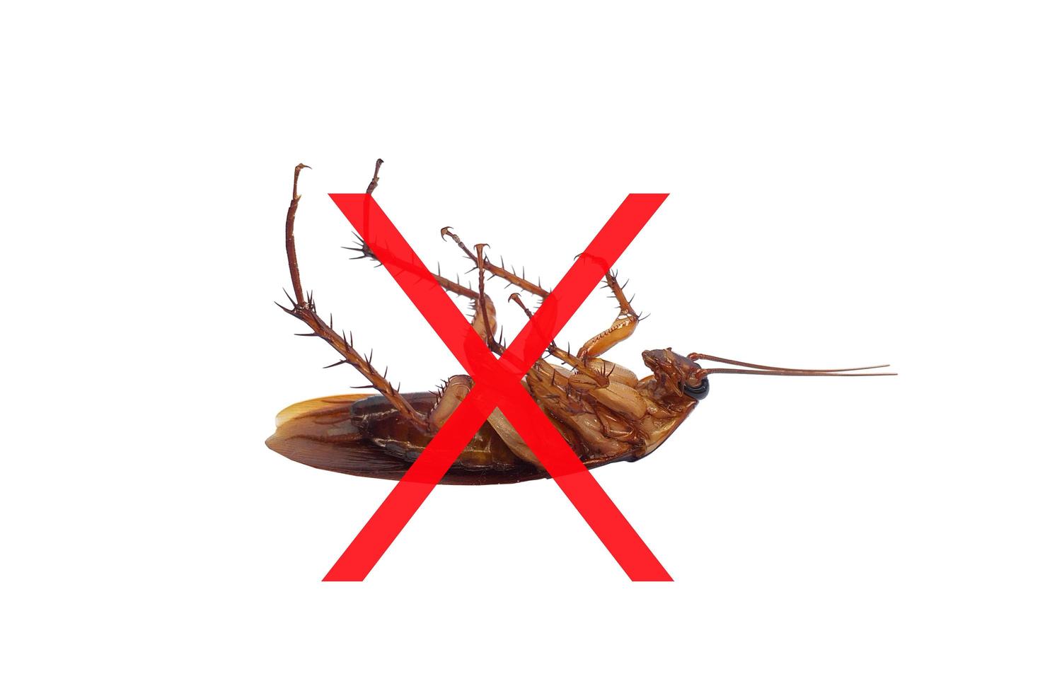 No cockroach. Stop insects. Isolated on white background. photo