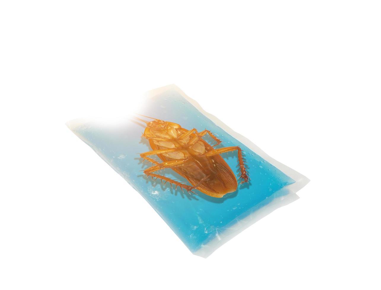 Cockroaches are carriers of disease dead in jell cold pack photo