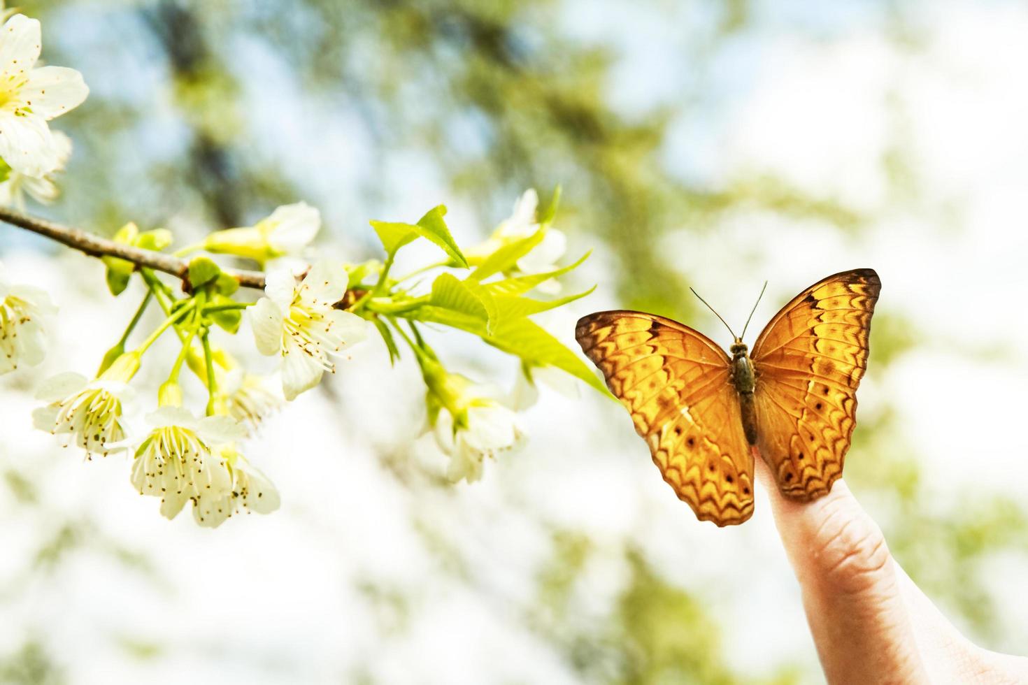 Butterfly on hand in jungle the beauty of nature photo