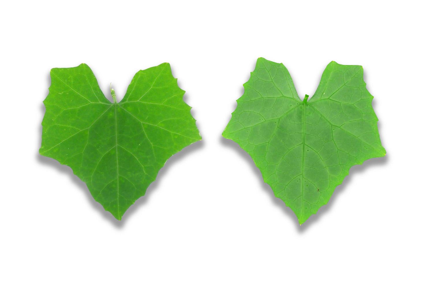 Ivy gourd leaves on white background photo