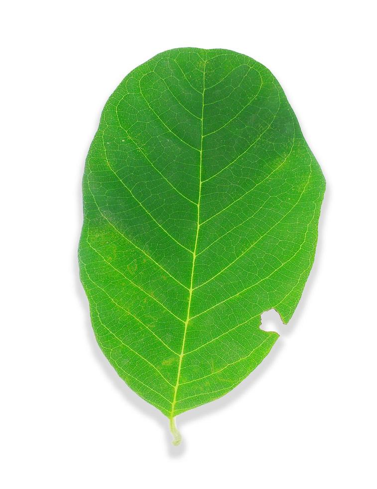 hojas verdes manzana de azúcar aislado fondo blanco foto