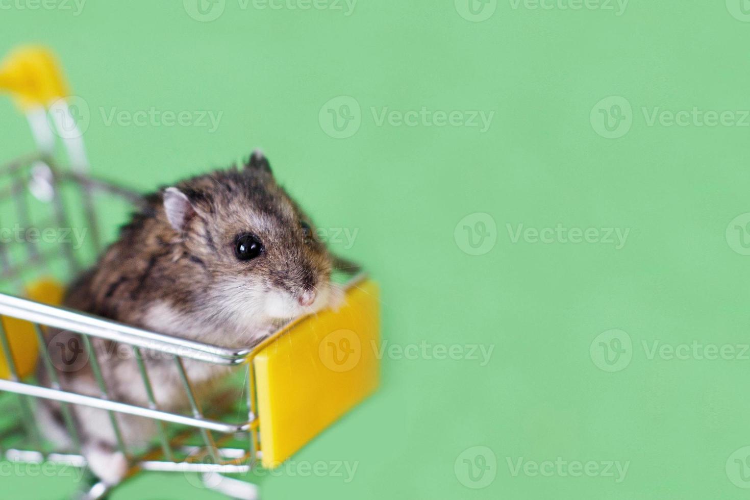 Funny Djungarian hamster sits in children's empty shopping cart on green background. Funny pet is having fun photo