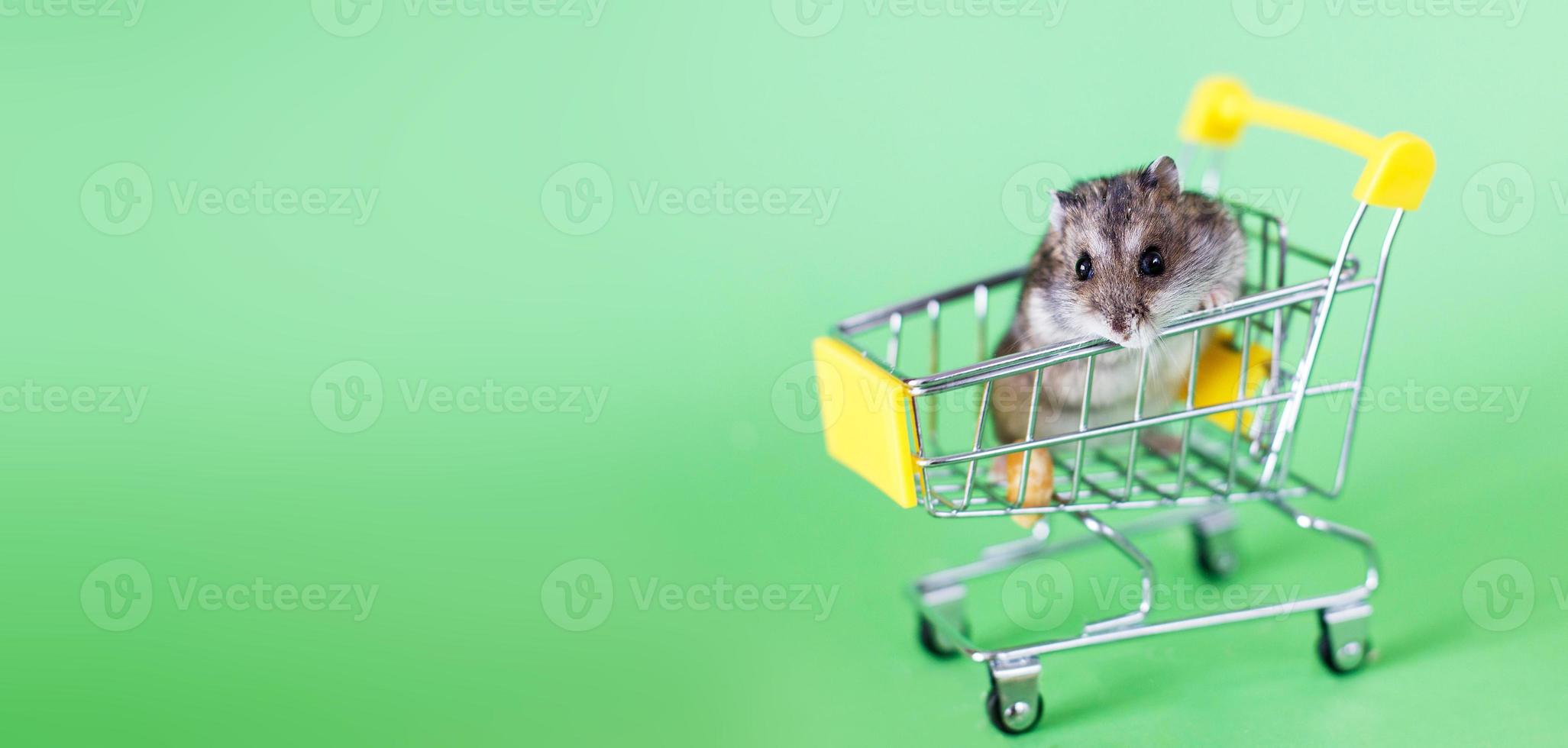 Funny Djungarian hamster sits in children's empty shopping cart on green background. Funny pet is having fun. banner photo