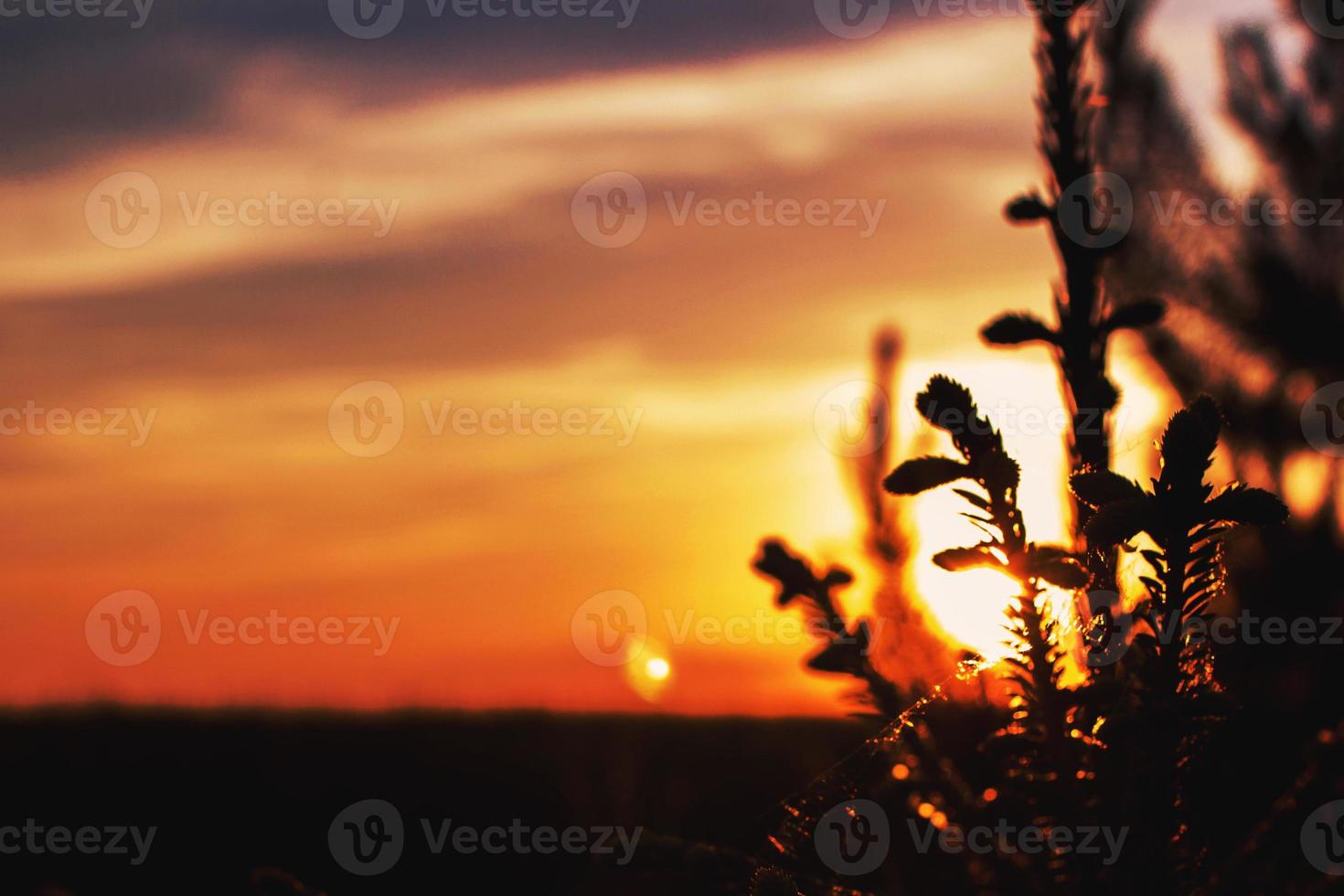 silhouette of branches of spruce on sunset close photo