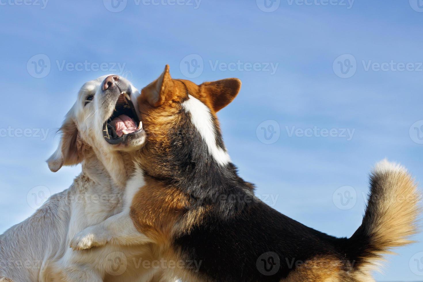 Welsh Corgi Pembroke and Golden Retriever playing in the garden on green grass. Dods have fun photo
