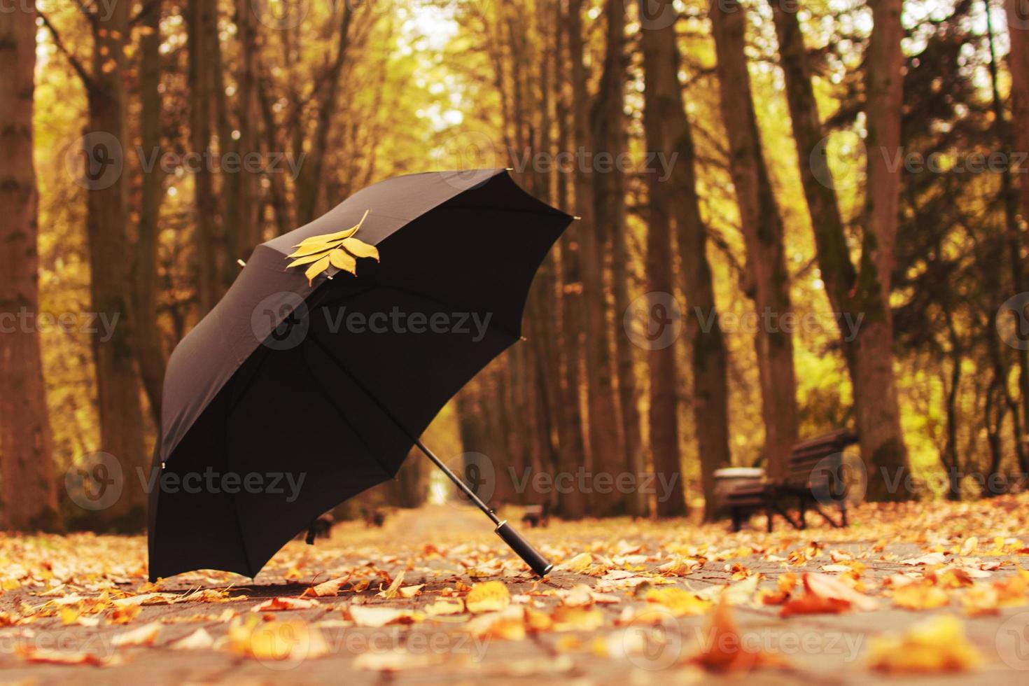 umbrella with an autumn leaf in the alley in the park photo