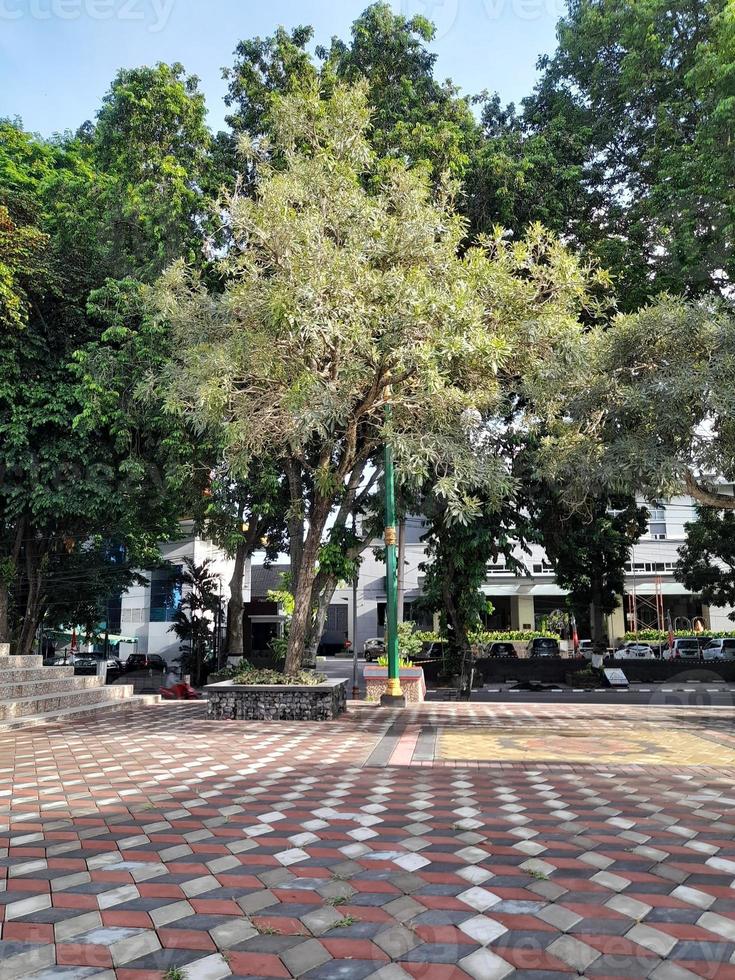 Shady tree in the city park photo