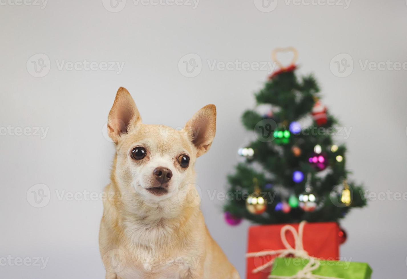 brown short hair chihuahua dog sitting on white background with Christmas tree and red and green gift box. photo