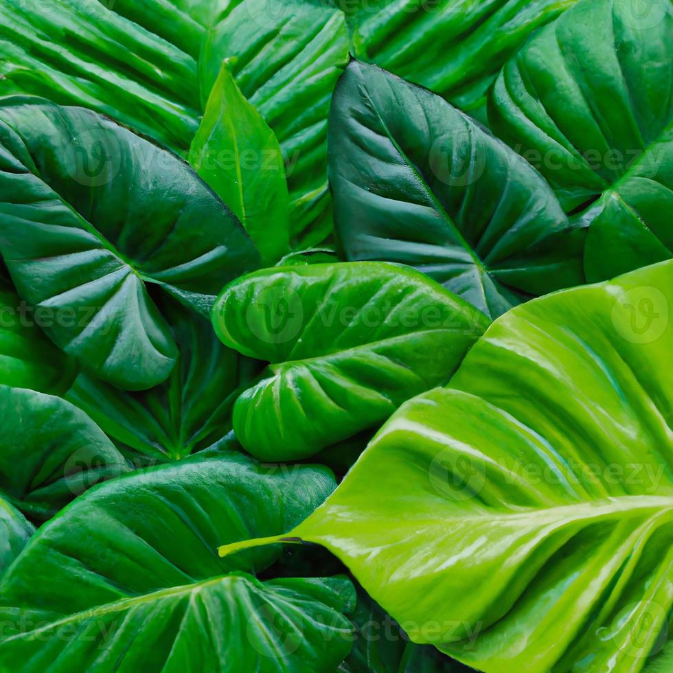green leaves background. Generative AI. photo