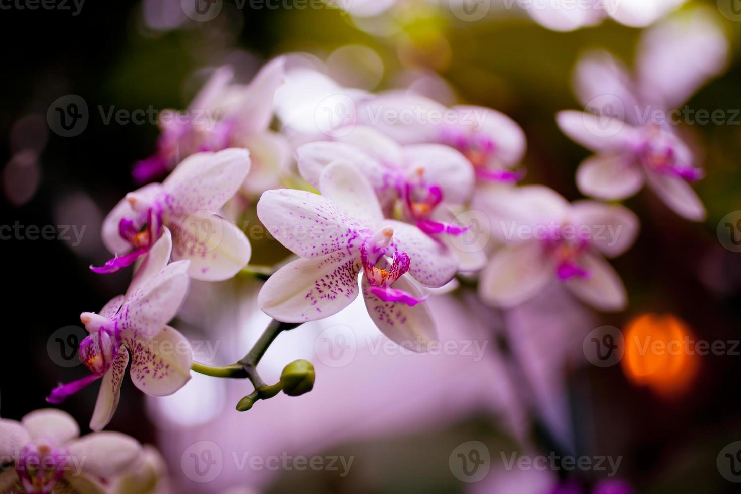 Pink Orchid Flowers on Leaves Background photo