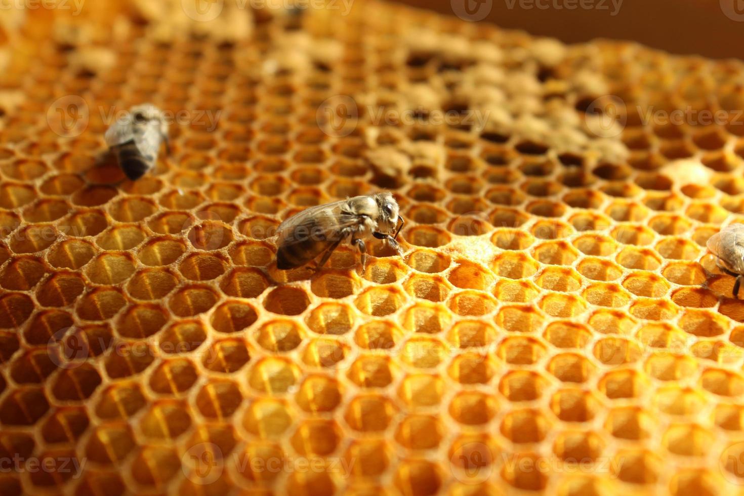 vista de cerca de la abeja recién nacida dentro de la colmena en el marco con miel, abeja joven en busca de comida, vista posterior, metamorfosis de la abeja de los cárpatos ucranianos foto