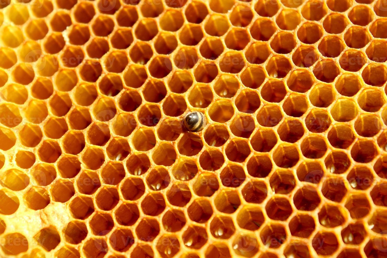 vista de cerca de la abeja recién nacida dentro de la colmena en el marco con miel, abeja joven en busca de comida, vista posterior, metamorfosis de la abeja de los cárpatos ucranianos foto