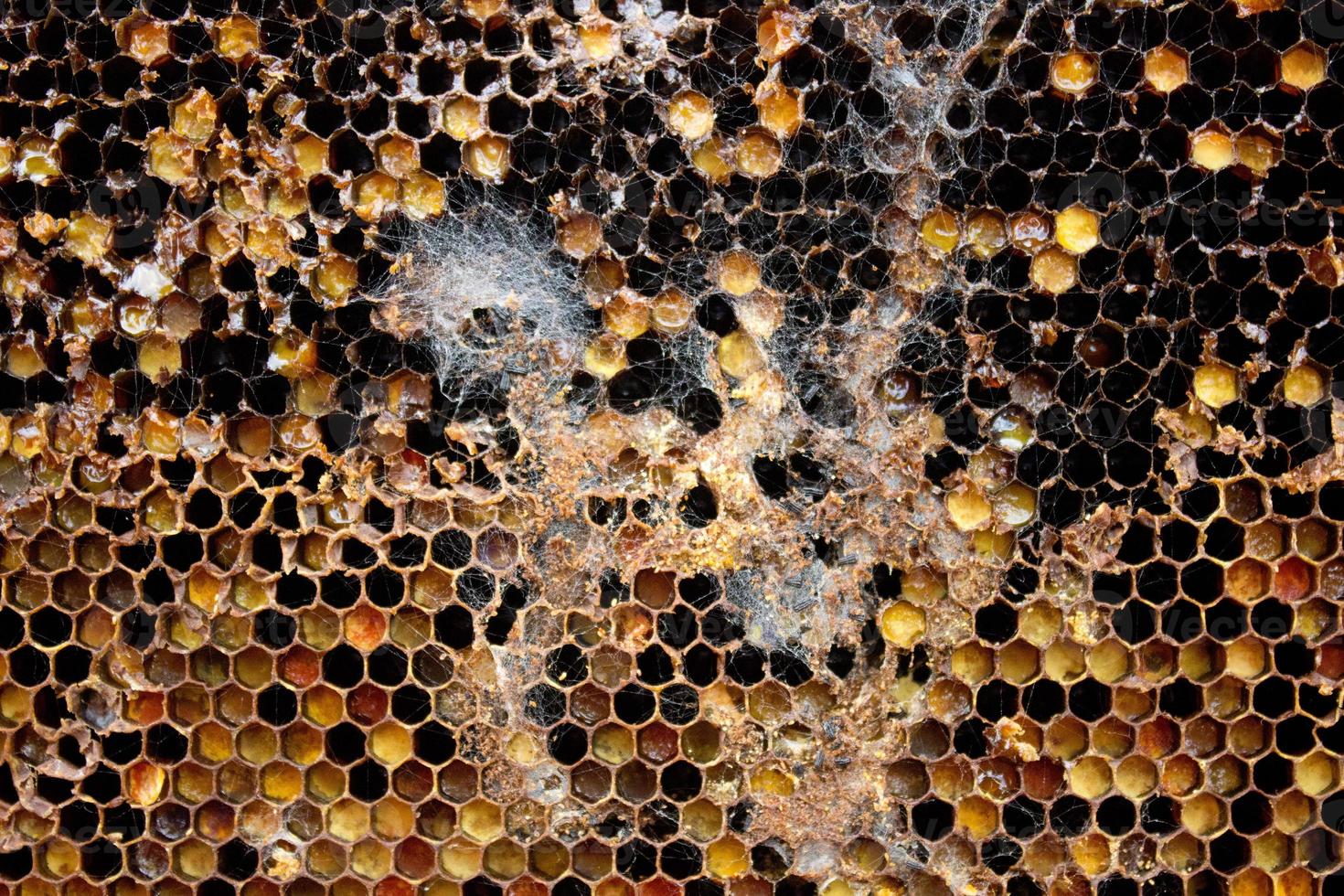 Wax moth raise in old honeycomb,close up view of parasite Galleriini caterpillar in the hive,honey producing problem,infected bee cells,european beekeeping,infected and covered with cobwebs honeycomb photo