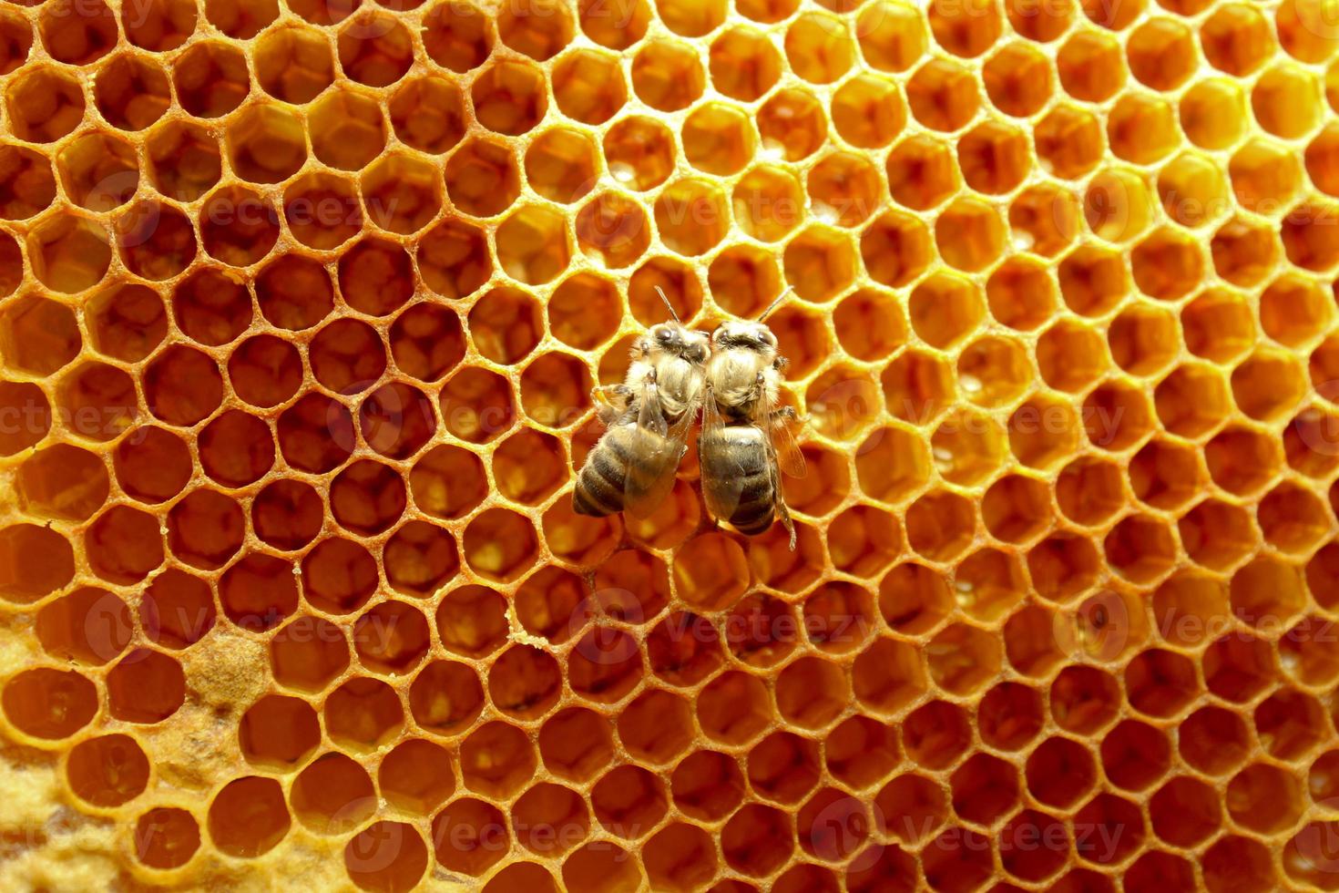 vista de cerca de la abeja recién nacida dentro de la colmena en el marco con miel, abeja joven en busca de comida, vista posterior, metamorfosis de la abeja de los cárpatos ucranianos foto