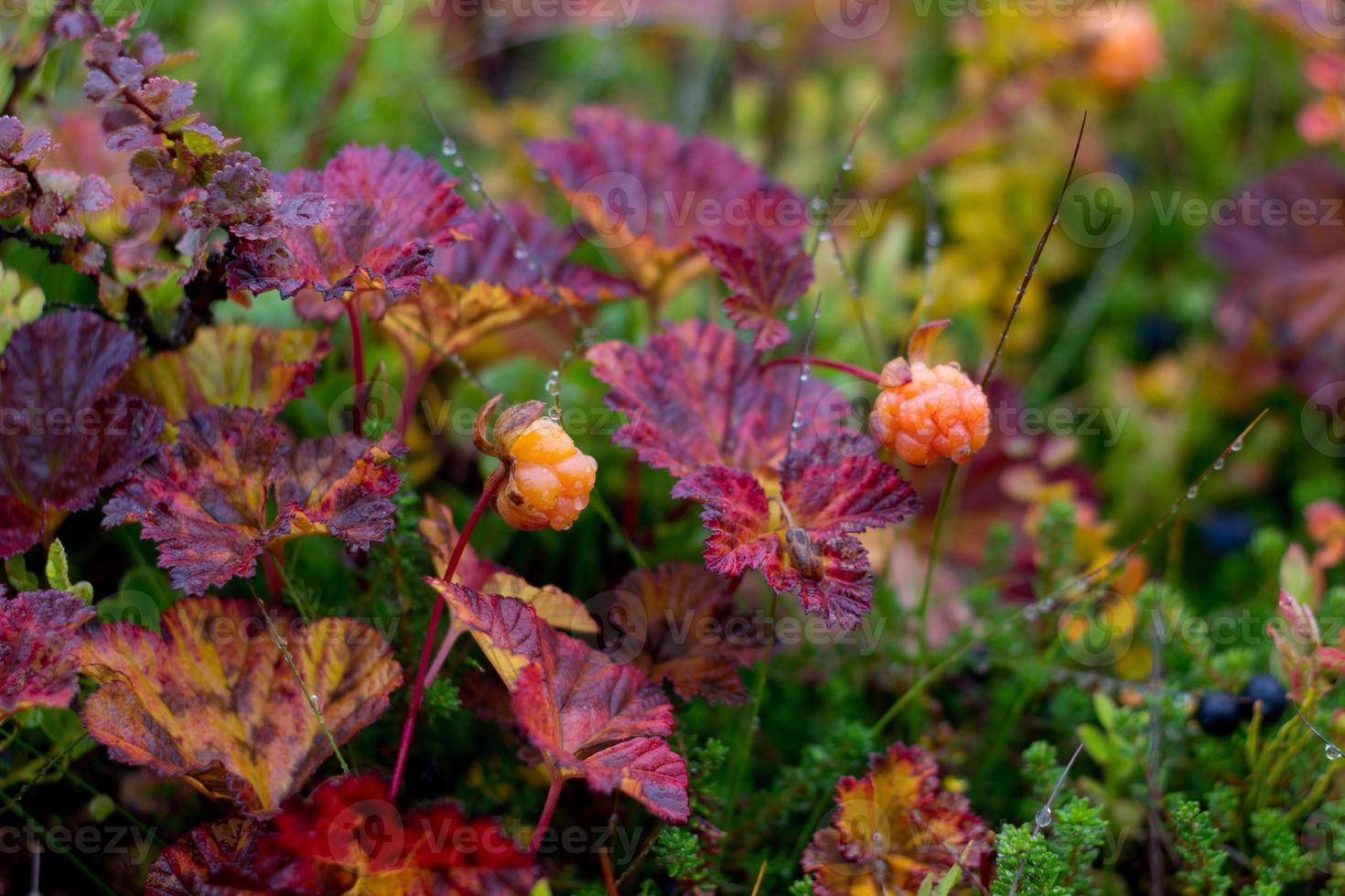 Wild fresh cloudberry on bush with colourful background of leaves in mountains, rainy autumn day near Hemsedal Norway,scandinavian nature,vegetarian dessert,image for brochure, poster,calendar photo