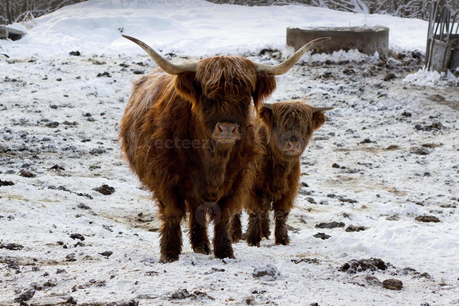 hermosa vaca roja escocesa en invierno, hemsedal, buskerud, noruega, linda vaca doméstica de las tierras altas con ternero, retrato de familia animal, madre con bebé, símbolo de año nuevo 2021, papel tapiz, afiche, calendario, postal foto