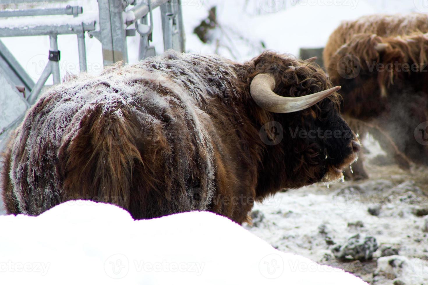 Beautiful Scottish red cow in winter, Hemsedal, Buskerud,Norway,cute domestic highland cow,animal portrait,wallpaper,poster,calendar,postcard,norwegian farm animal photo