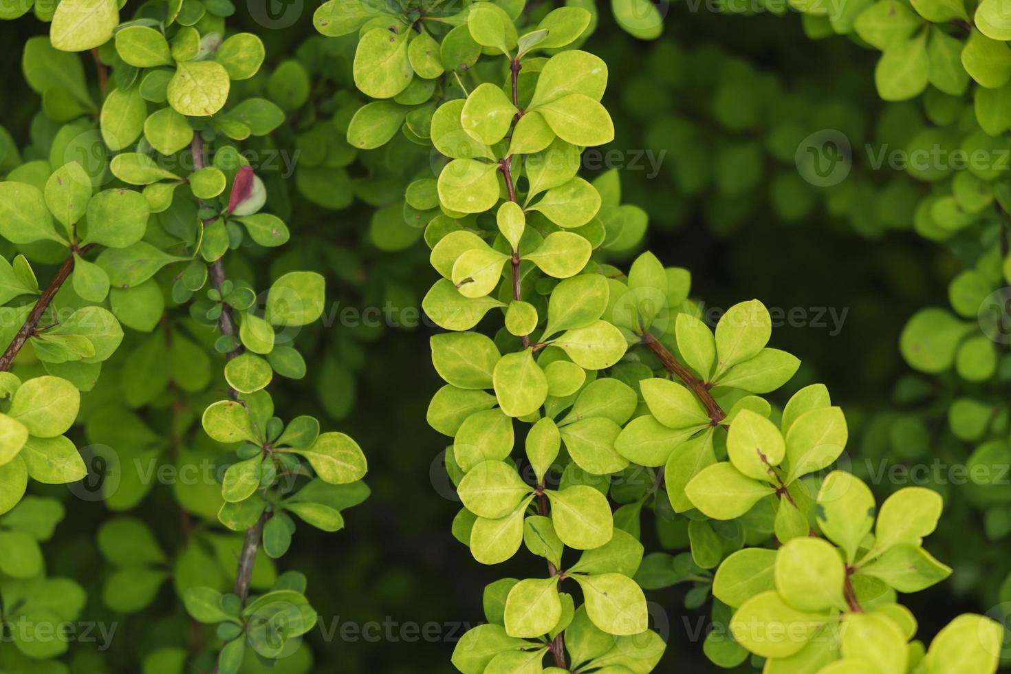 entrelazamiento de ramitas amarillas y hojas de agracejo en un día de verano en el jardín foto