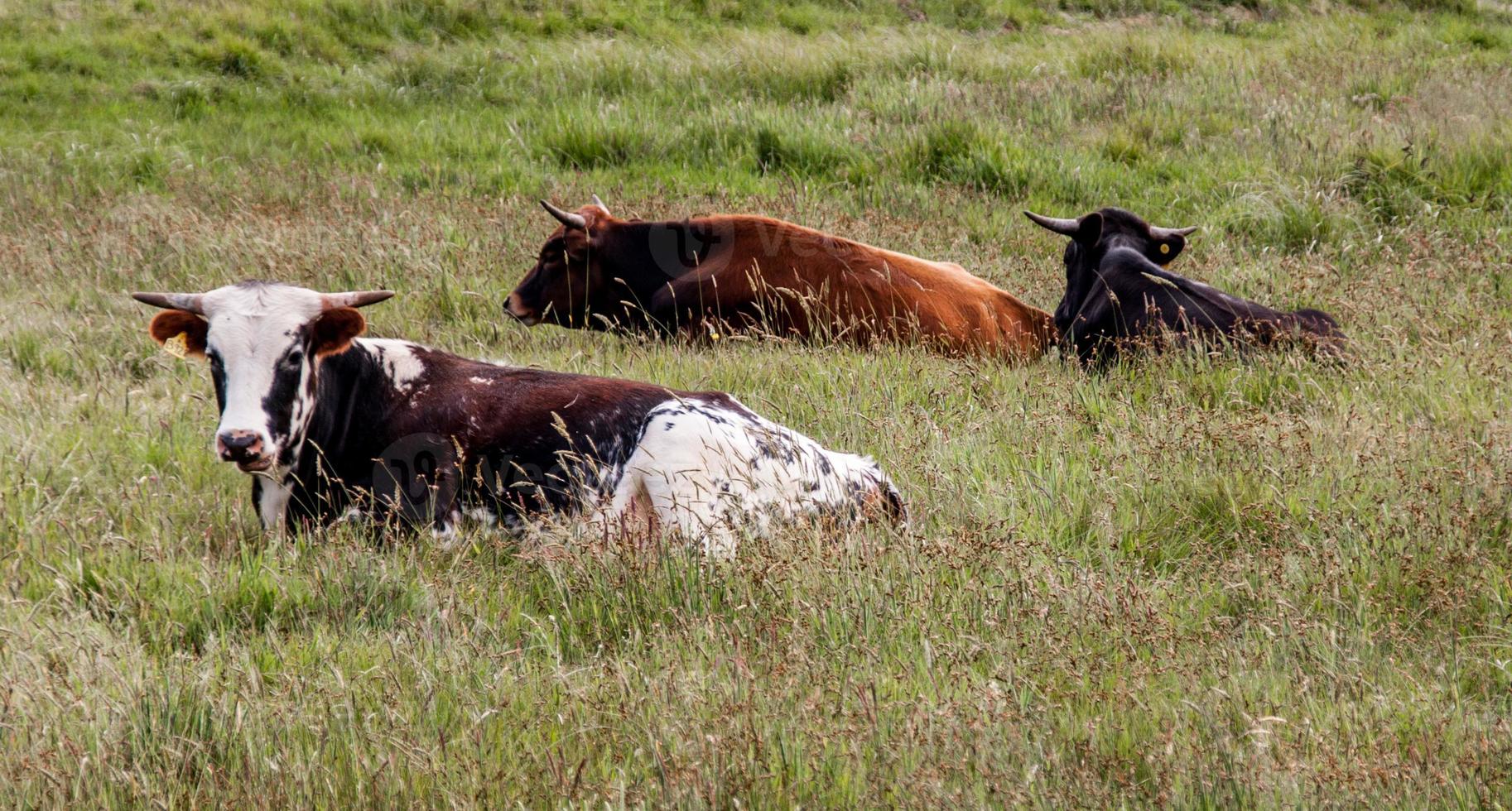 3 free range cattle sitting in a tall grassy field photo