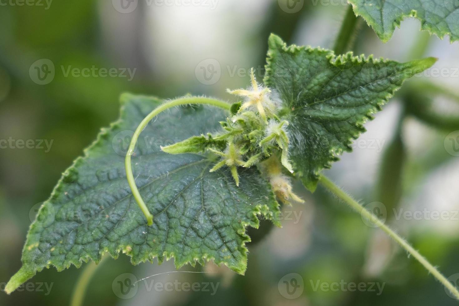 flowers and tendrils of cucumbers growing in a greenhouse photo