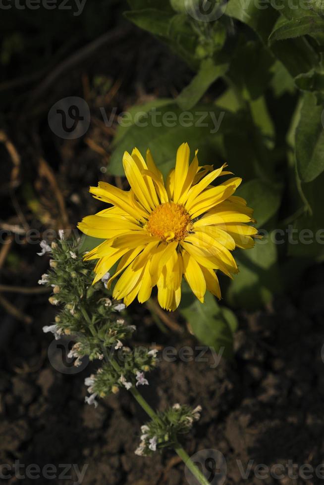 flor de caléndula amarilla en un día de verano en una cama de jardín foto