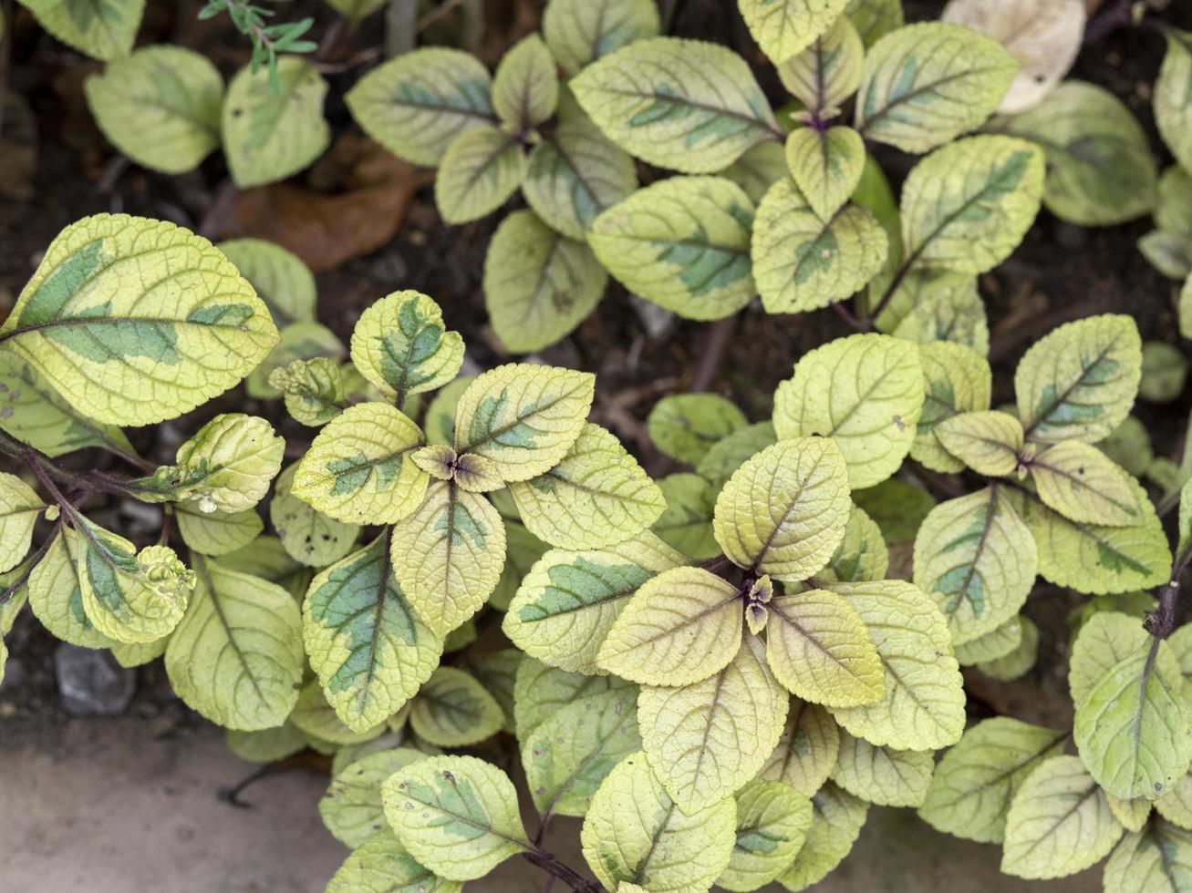 Variegated leaves of Josephs coat, Amaranthus tricolor photo