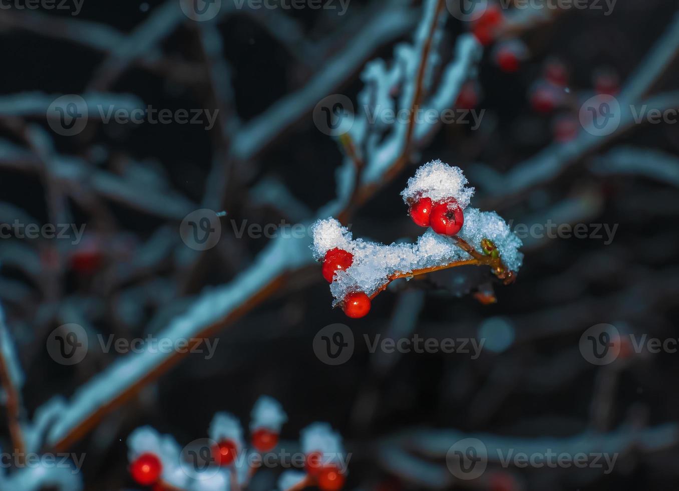 Ripe red hawthorn berries with snow on the branches on a winter evening. Useful plant crataegus monogyna with snowflake fruits in the garden. photo