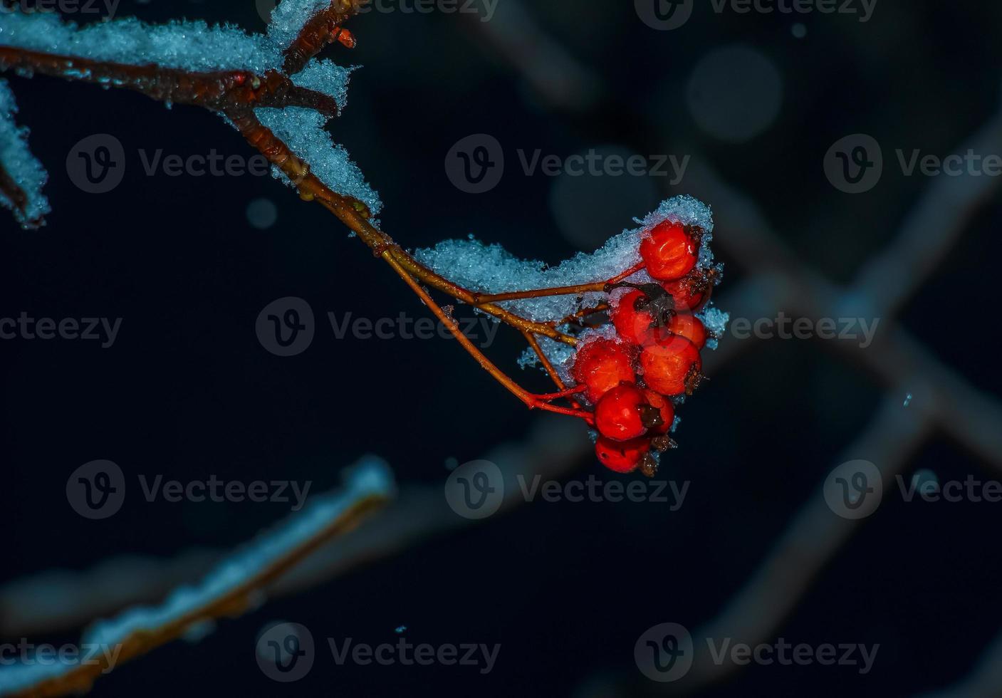 Ripe red hawthorn berries with snow on the branches on a winter evening. Useful plant crataegus monogyna with snowflake fruits in the garden. photo