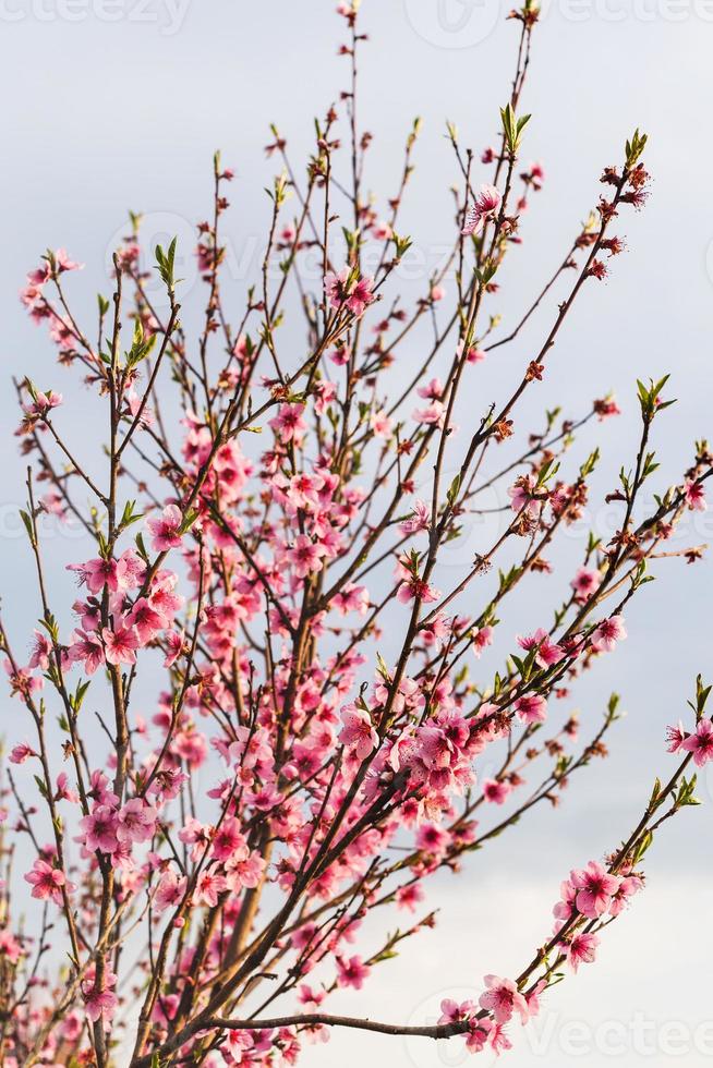 pink blossoms of peach tree in spring evening photo