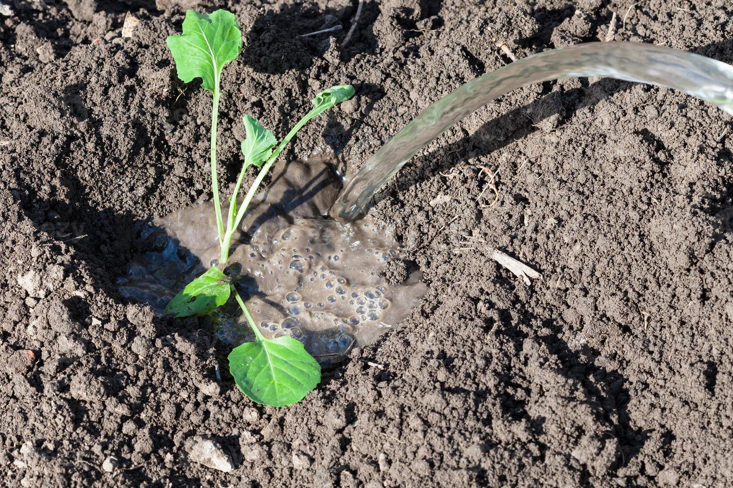 watering of cabbage seedling in garden 15792882 Stock Photo at Vecteezy