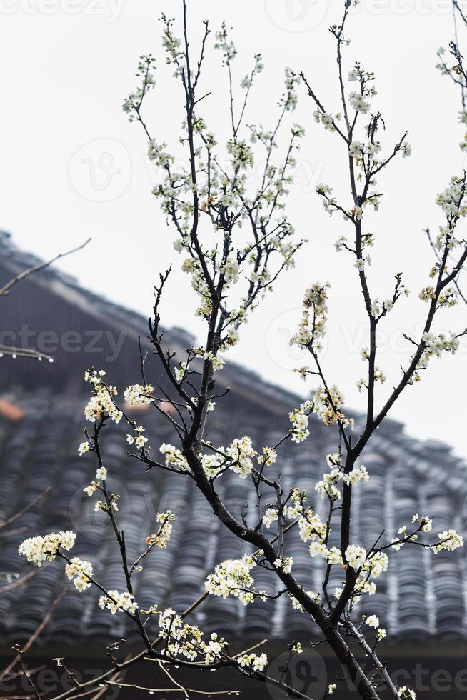 wet white blossom of cherry tree and country hut photo