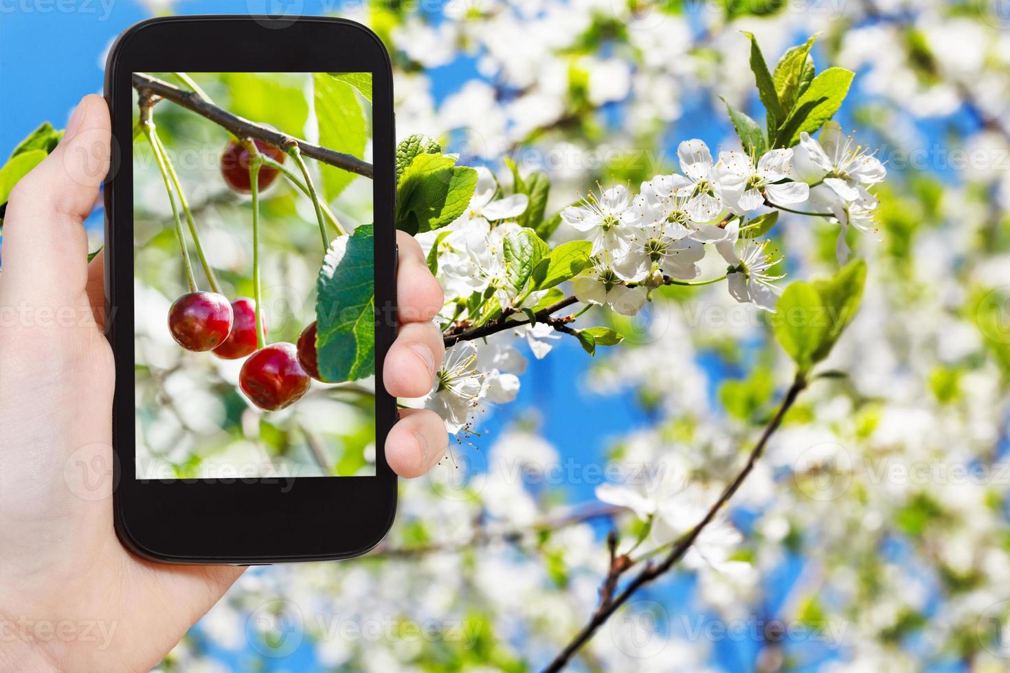 picture of ripe cherry on twig with white blossoms photo