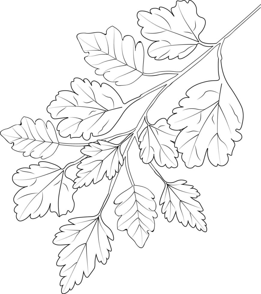 Autumn leaf coloring books and page vector drawing pencil sketch hand drawn illustration isolated on white background clip art image.