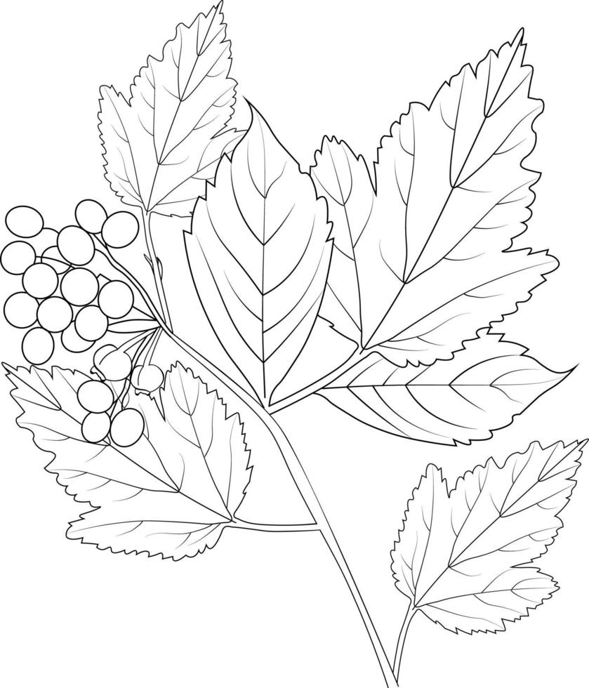 ilustración de vector de hoja botánica hojas caídas de otoño dibujo a mano alzada, página de color de imagen aislada y libro, arte de tinta grabado.