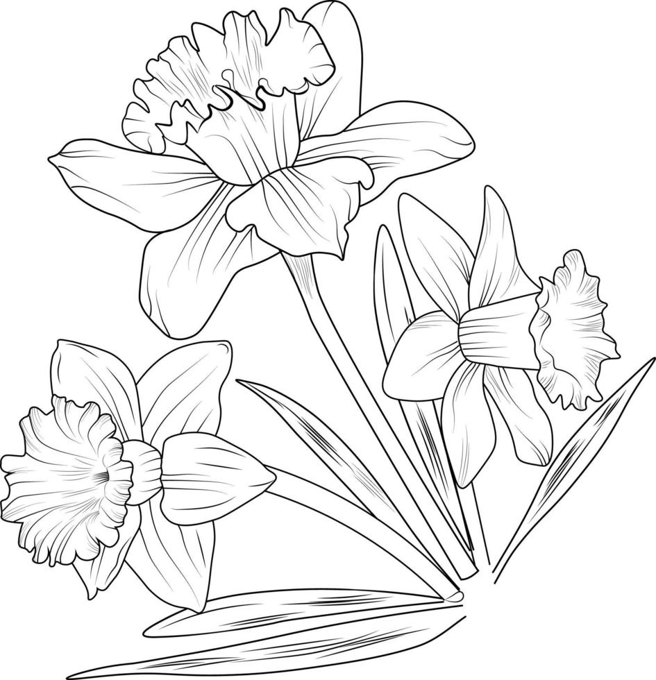 Daffodil flower Black outline drawing is perfect for coloring pages or books for children or adults. vector