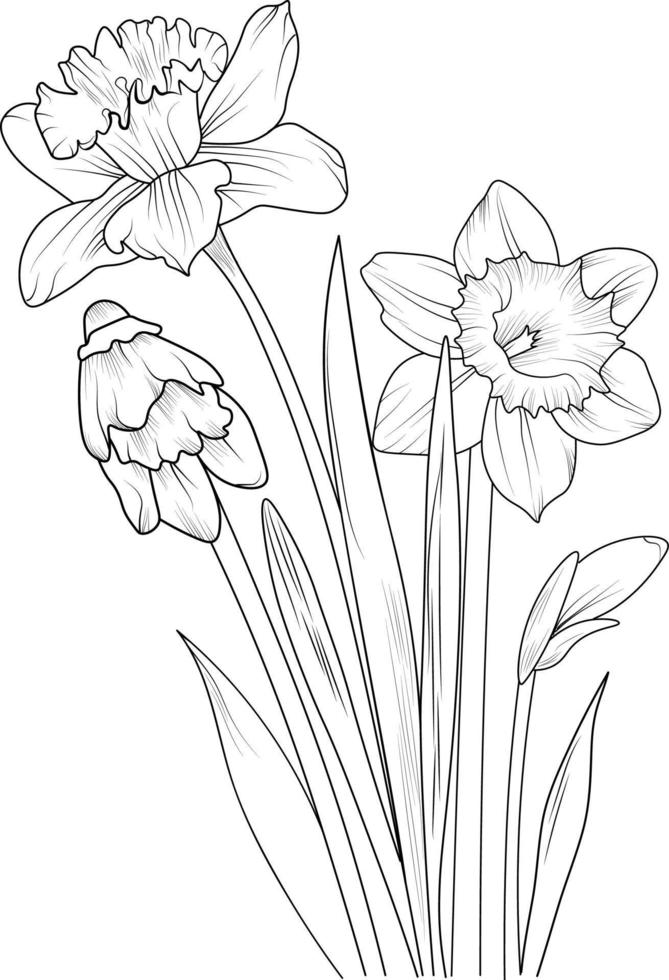 Illustration of a daffodil flower, vector sketch pencil art, bouquet floral coloring page and book isolated on white background clipart.