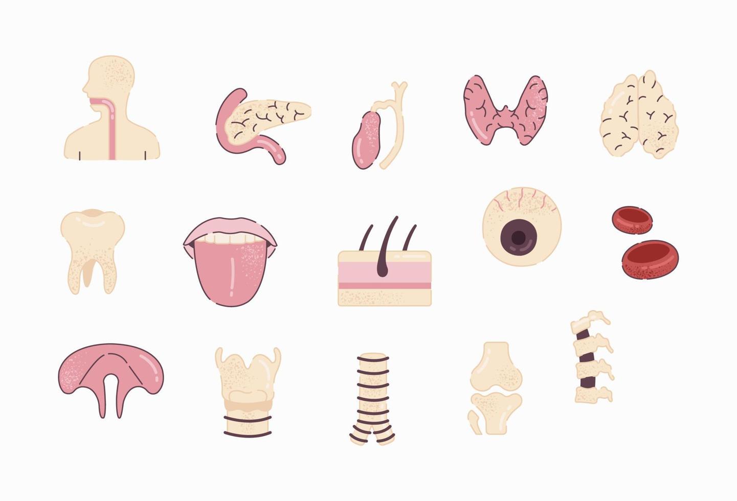 Human Organs vector in flat design