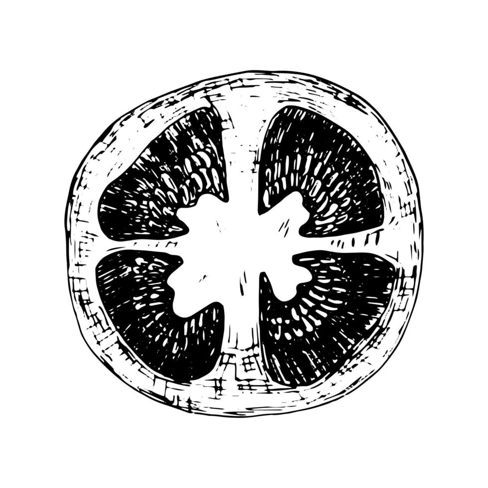 Tomato vector grafic sketch. Hand drawn tomato in section ink pen illustration