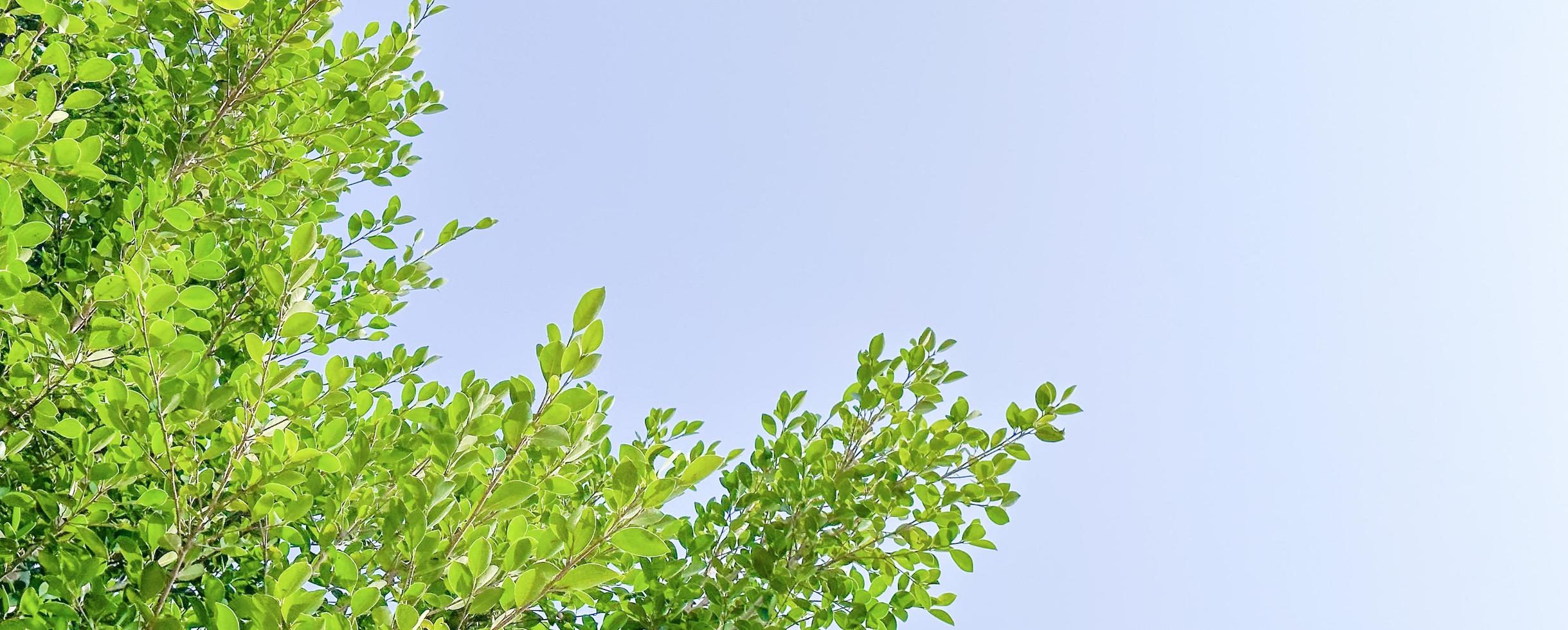 Tree leaves on blue sky background with copy space concept for greeting welcoming and invitation card for new year 2023 photo