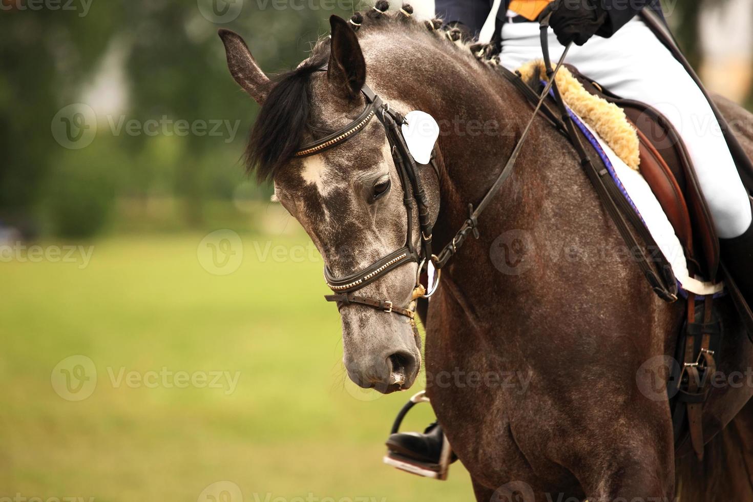 Horse ride close-up photo