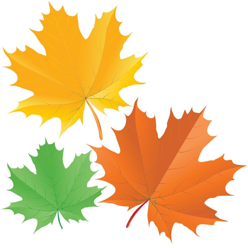 Maple leaves on white background vector