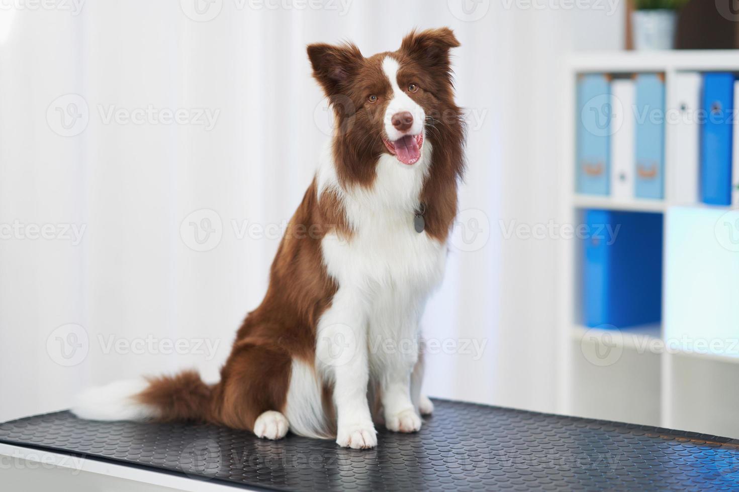 Brown Border Collie dog during visit in vet photo