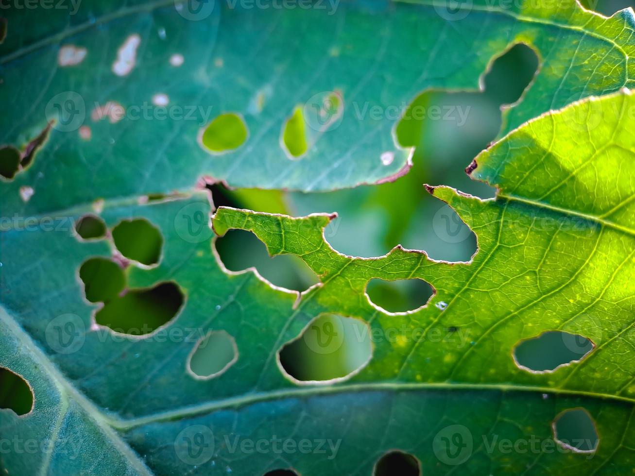 green leaves with holes because they are eaten by pests and beetles, background blur photo