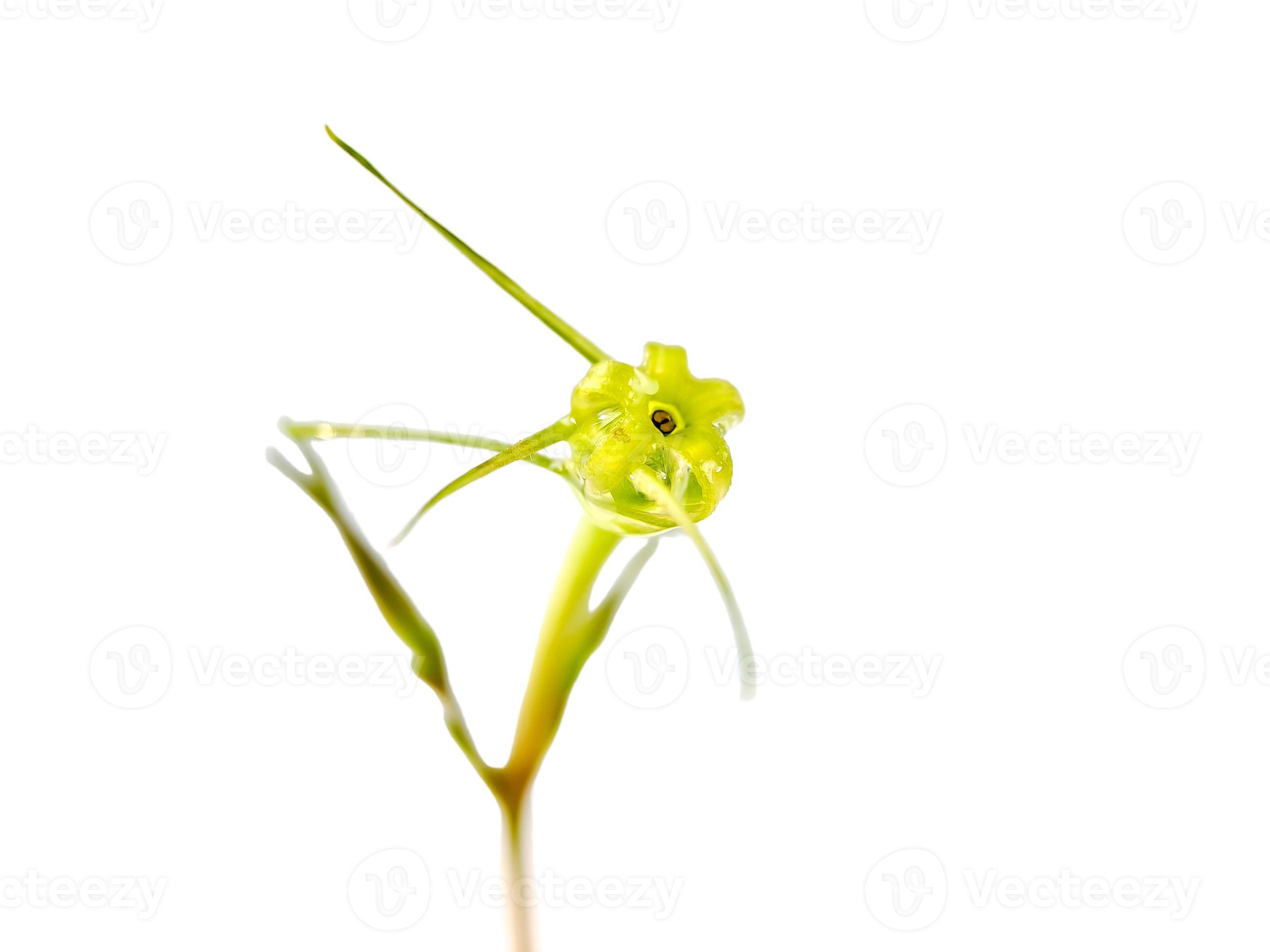 Mangrove seeds are shrubs or trees that grow in coastal saltwater