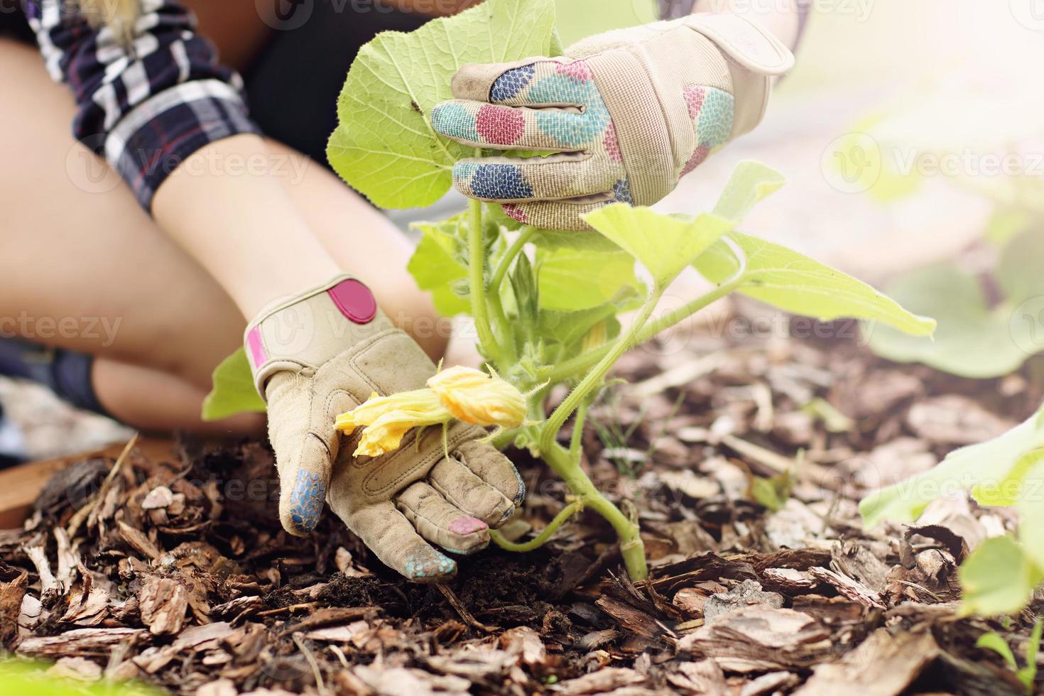 Adult woman picking vegetables from garden photo