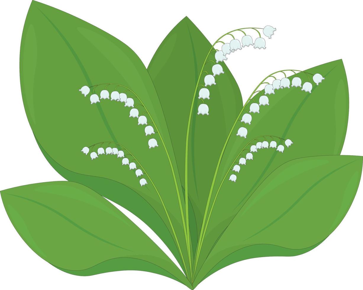 Lily of the valley isolated plant with flowers vector illustration