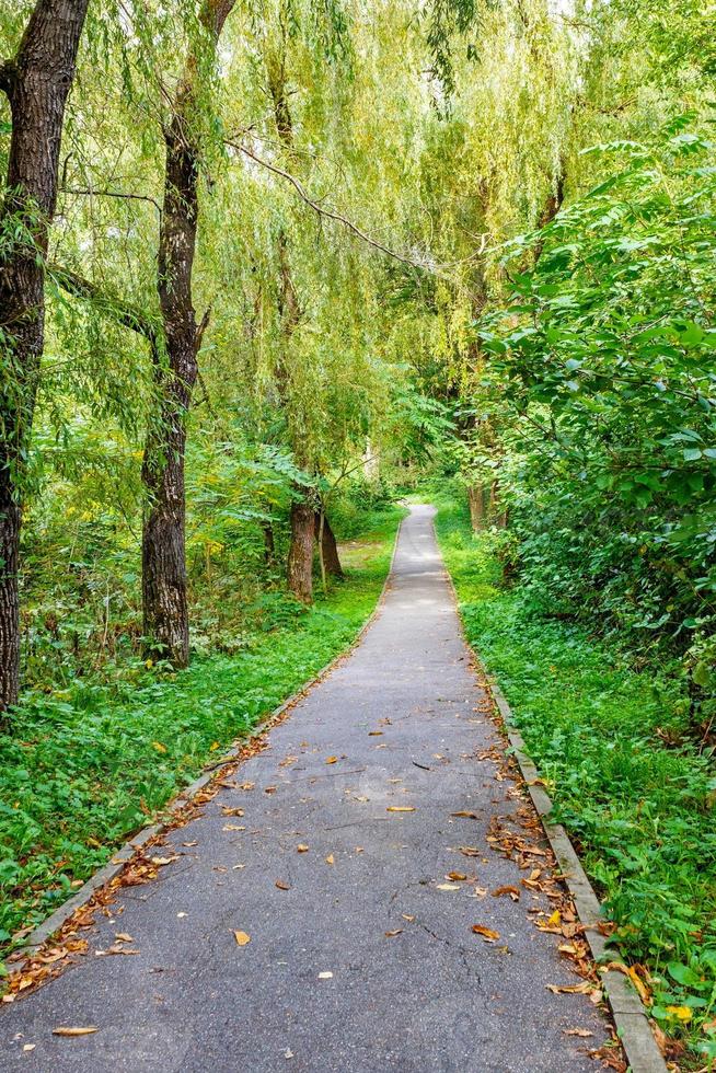 Walking trail tropical forest trees bushes. Beautiful Green Forest In Summer photo