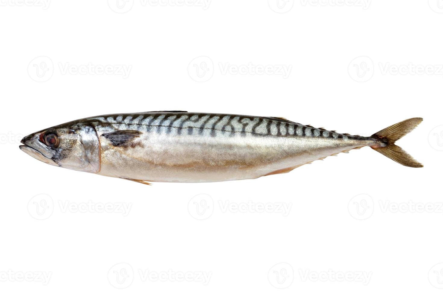 Fresh Mackerel fish isolated on white background photo